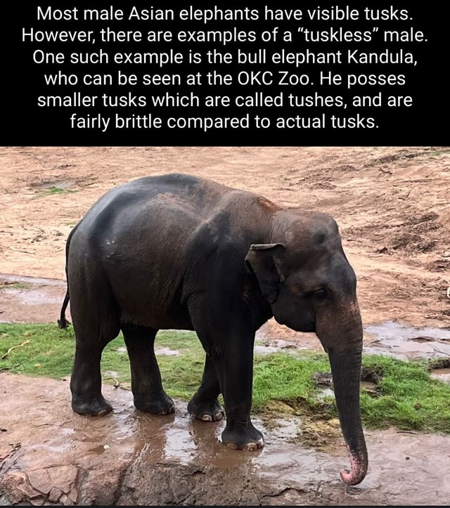 Most male Asian elephants have visible tusks. However, there are