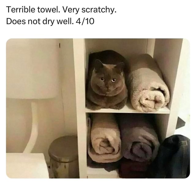 Funny cats explore memes Terrible towel. Very scratchy. Does not dry well. America’s best