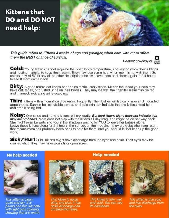 Kittens that DO and DO NOT need help: BY This guide refers to Kittens 4 ...