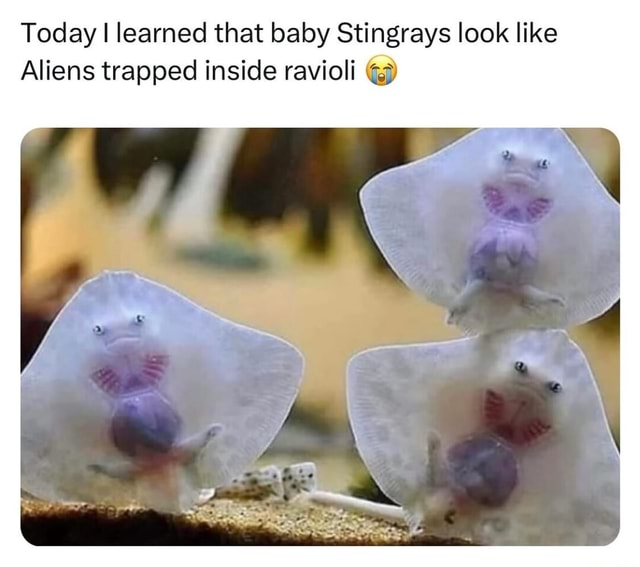Today I learned that baby Stingrays look like Aliens trapped inside ...