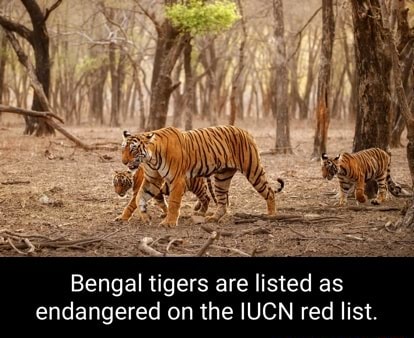 Bengal tigers are listed as endangered on the IUCN red list. - iFunny