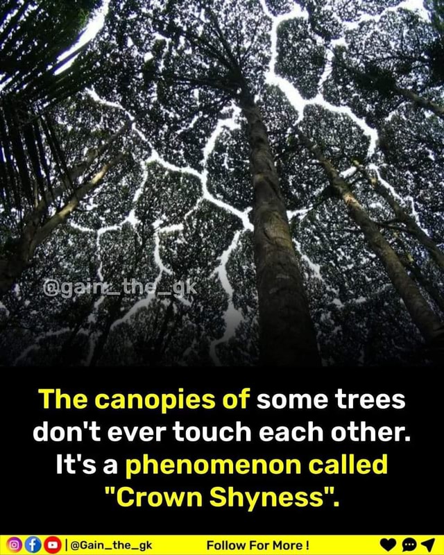 The Canopies Of Some Trees Dont Ever Touch Each Other Its A Phenomenon Called Crown Shyness 4582