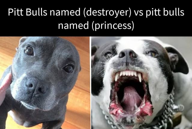 pitt-bulls-named-destroyer-vs-pitt-bulls-named-princess-re-ifunny