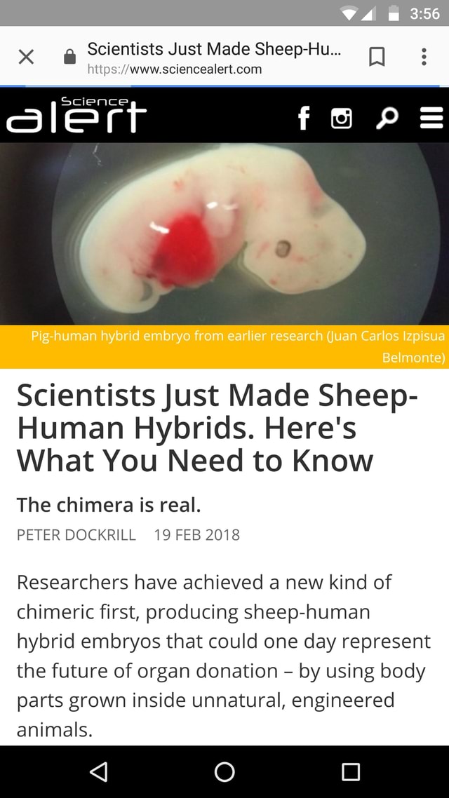 4 om Scientists Just Made Sheep-Hu... SC t ert f al Pig human hybrid ...