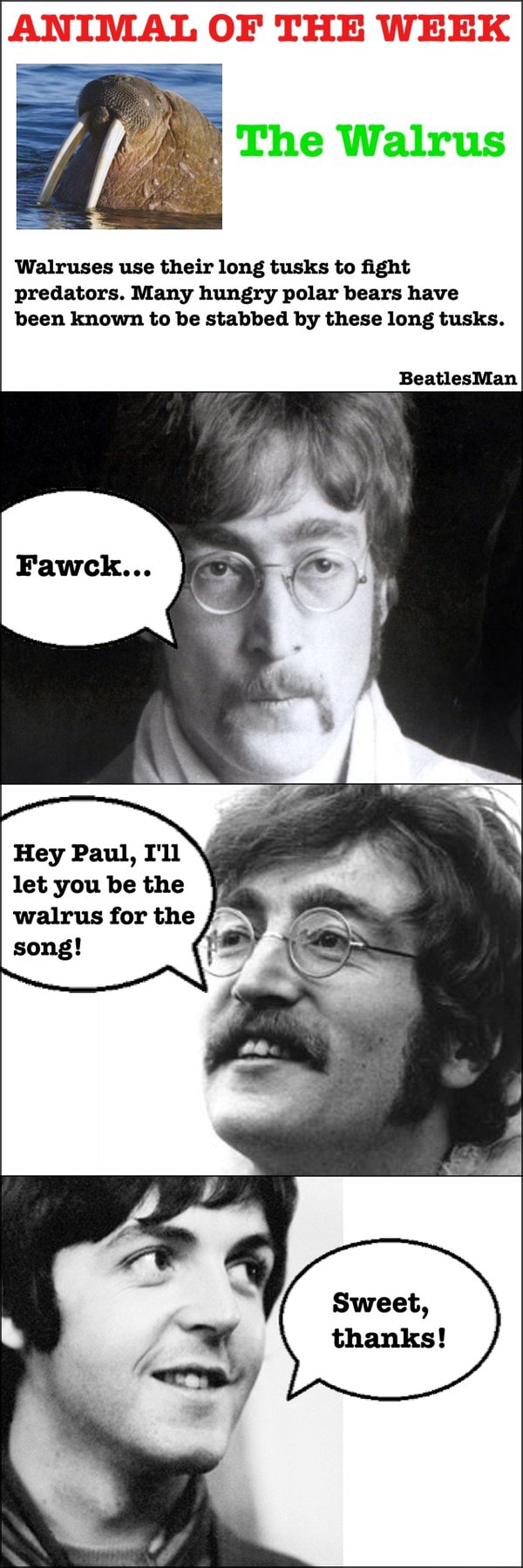 ANIMAL OF THE WEEK The Walrus Walruses use their long tusks to fight