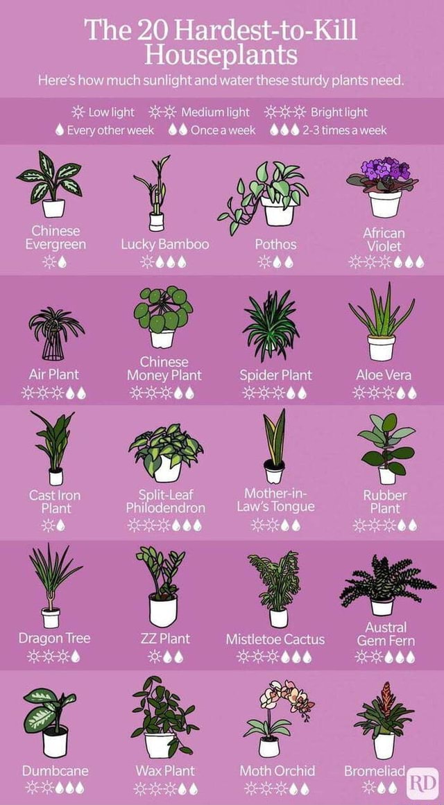 The 20 Hardest to Kill Houseplants Here s How Much Sunlight And Water 