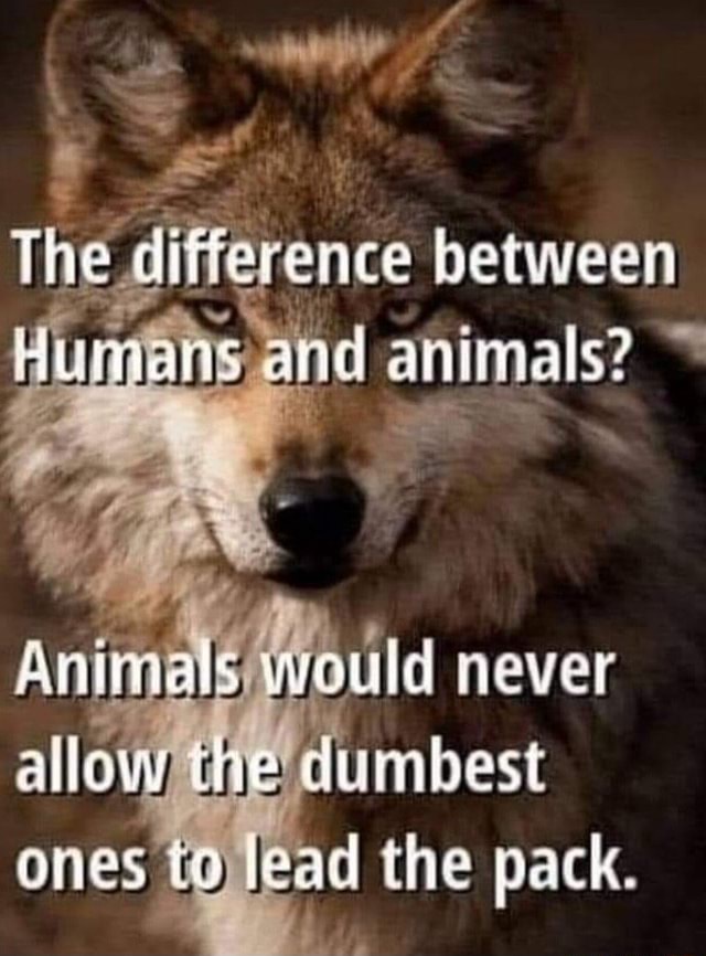 The Difference Between Humans And Animals Animals Would Never Allow The Difference Between Humans And Animals Animals Would Never Allow