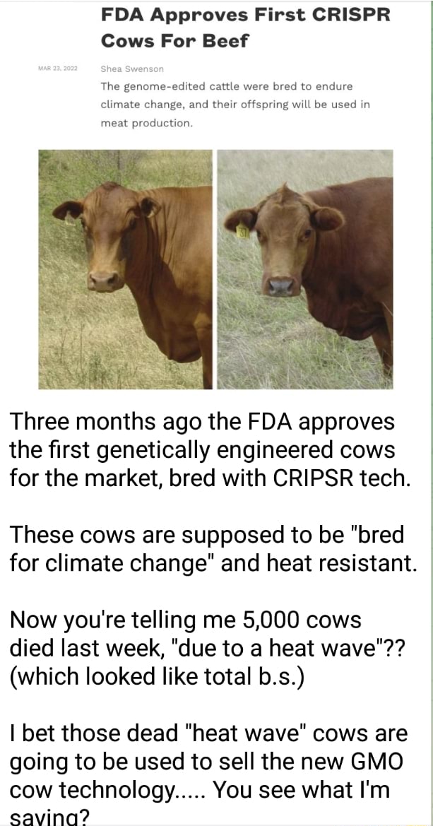 FDA Approves First CRISPR Cows For Beef The genome-edited cattle were ...