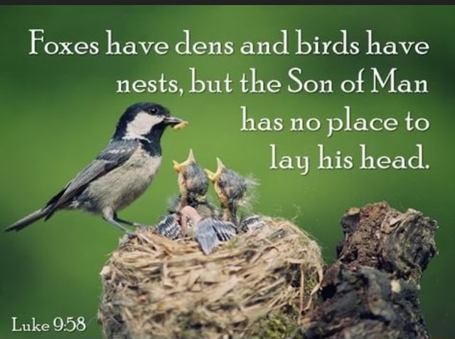 Foxes have dens and birds have nests, but the Son of Man has no place ...