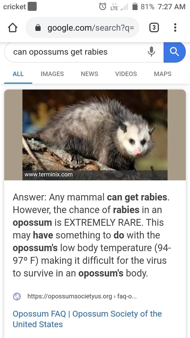 Can opossums get rabies & º ALL IMAGES NEWS VIDEOS MAPS Answer Any mammal can get rabies