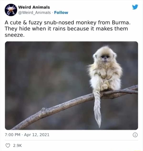 Weird Animals Follow Acute & fuzzy snub-nosed monkey from Burma. They ...