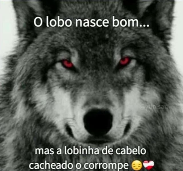 O Lobo Nasce Bom Mas A Lobinha De Cabelo Cacheado O Corrompe Ifunny Brazil