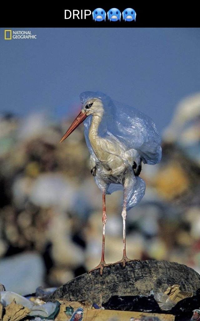 DRIP On NATIONAL GEOGRAPHIC iFunny Brazil
