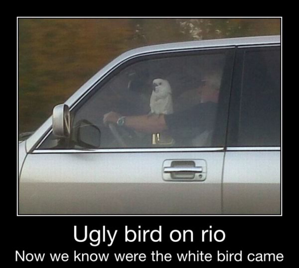 Ugly bird on rio Now we know were the white bird came - Ugly bird on ...