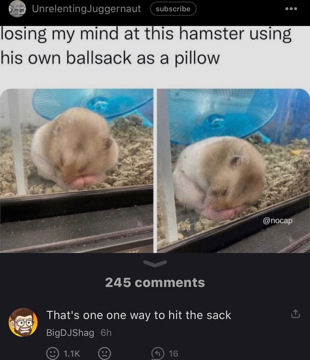 UnrelentingJuggernaut subseribe losing my mind at this hamster using ...