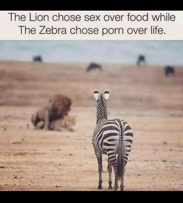 Xxx Zebra - The Lion chose sex over food while The Zebra chose porn over life. an - )