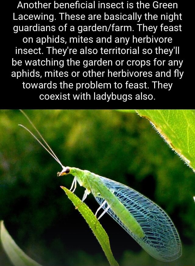 Another beneficial insect is the Green Lacewing. These are basically the night guardians of a