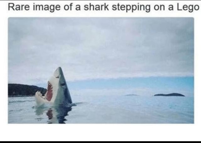 Rare image of a shark stepping on a Lego - iFunny