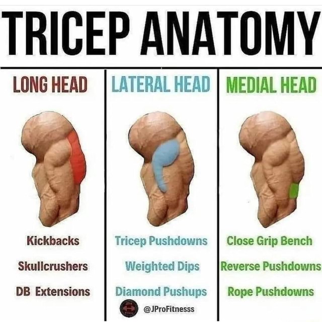 TRICEP ANATOMY LATERAL HEAD MEDIAL HEAD LONG HEAD Kickbacks Tricep Pushdowns I Close Grip Bench