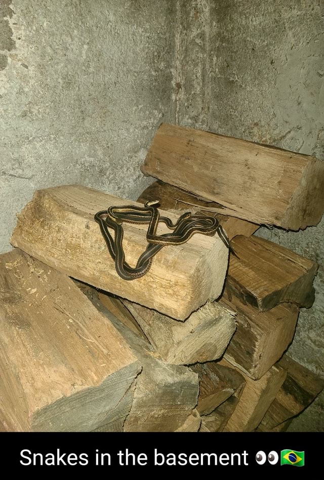 Snakes in the basement iFunny