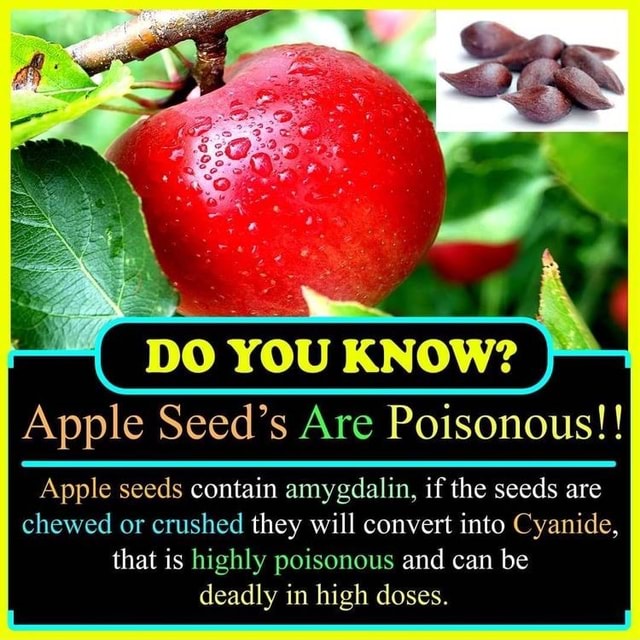 DO YOU KNOW? Apple Seed's Are Poisonous!! Apple seeds contain amygdalin ...