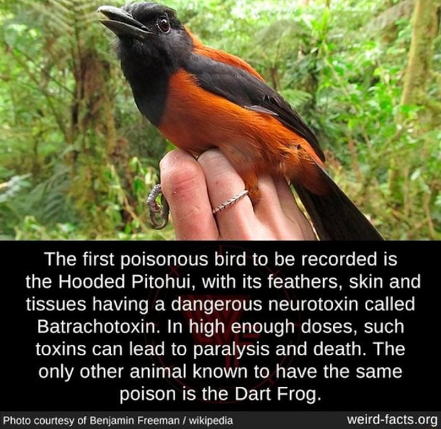 The First Poisonous Bird To Be Recorded Is The Hooded Pitohui, With Its ...