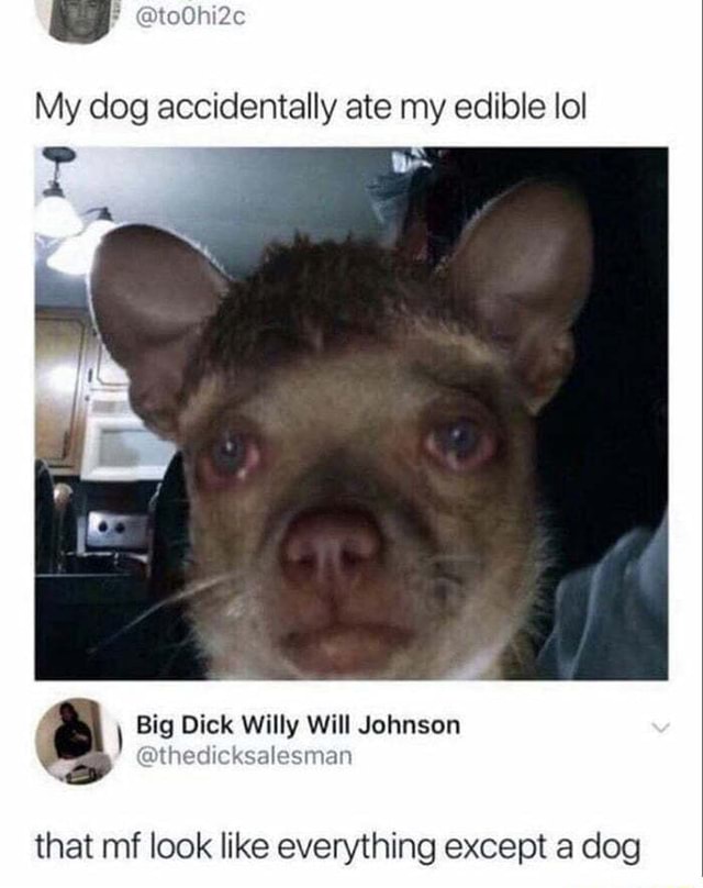My dog accidentally ate my edible lol that mf look like everything