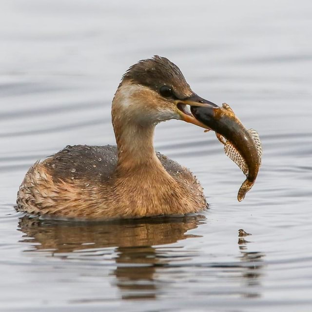 Pirnykoza mala (Podiceps ruficollis), Kamyanske, Ukraine. Photo by Yuri ...