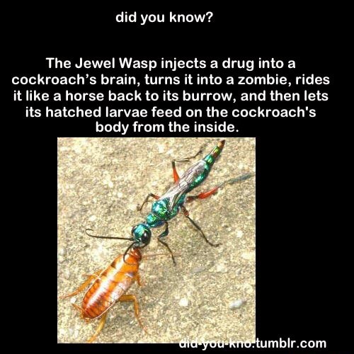 The Jewel Wasp Injects A Drug Into A Cockroachs Brain Turns It Into A Zombie Rides It Like A