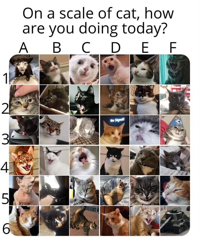 On a scale of cat how are you doing today bc d i ifunny