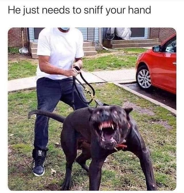 He Just Needs To Sniff Your Hand Ifunny