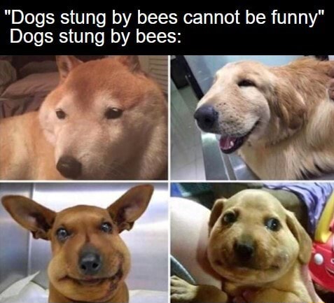 "Dogs stung by bees cannot be funny" Dogs stung by bees: - iFunny
