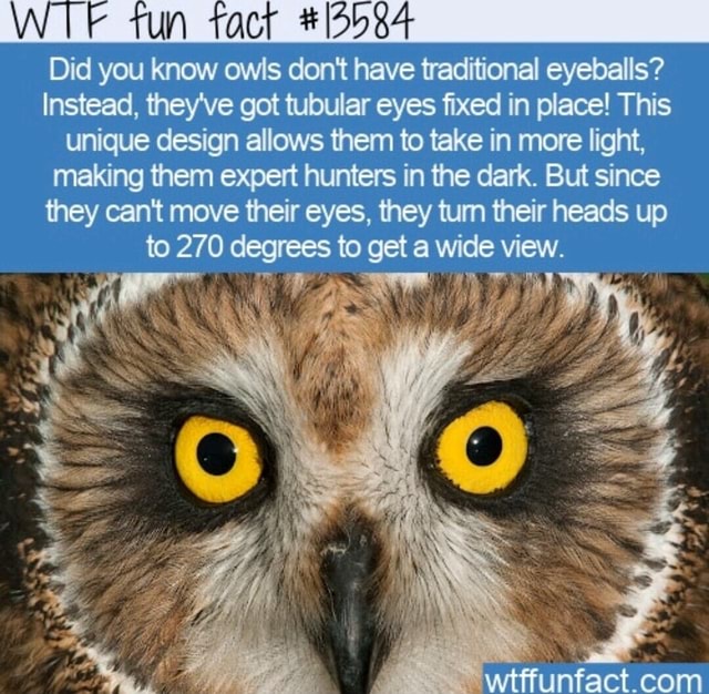 UN tact Did you know owls don't have traditional eyeballs? Instead ...