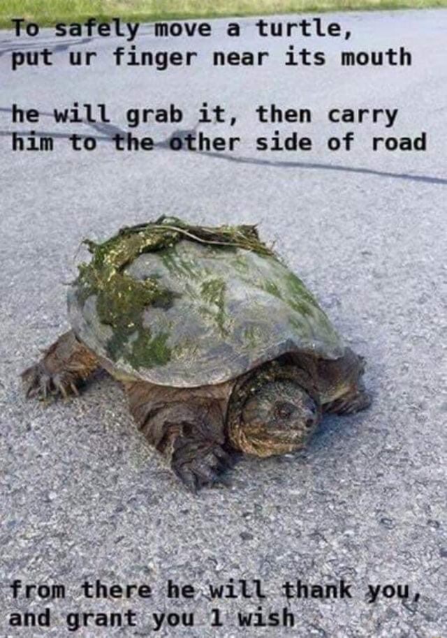 Черепашка юмор. Фото медленной черепахи юмор. Мем про черепаху на немецком. Turtle move что обозначает кратко.