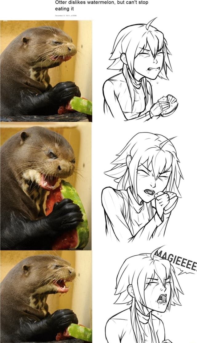 Otter Dislikes Watermelon But Can T Stop Eating