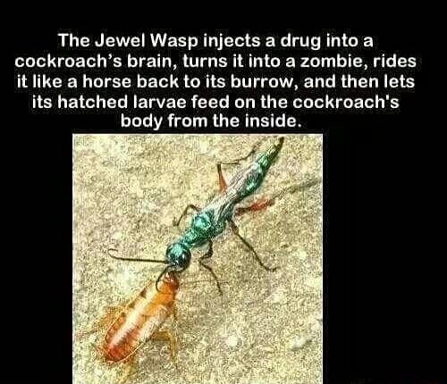 The Jewel Wasp Injects A Drug Into A Cockroachs Brain Lurns It Into A Zombie Rides It Like A