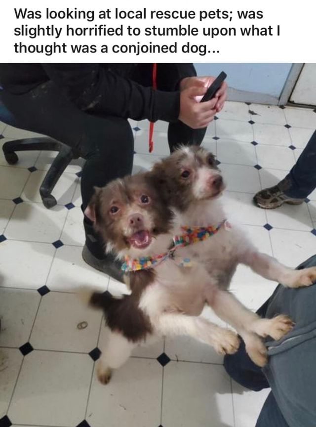 Was looking at local rescue pets; was slightly horrified to stumble