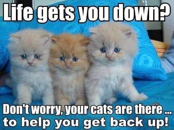 Life gets you down? Don't worry, your cats are there ta haln wey mot ...