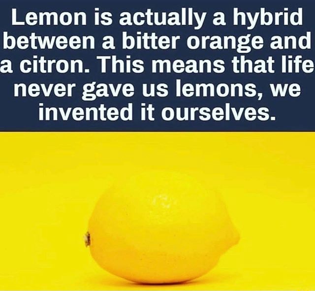 Lemon is actually a hybrid between a bitter orange and . citron. This
