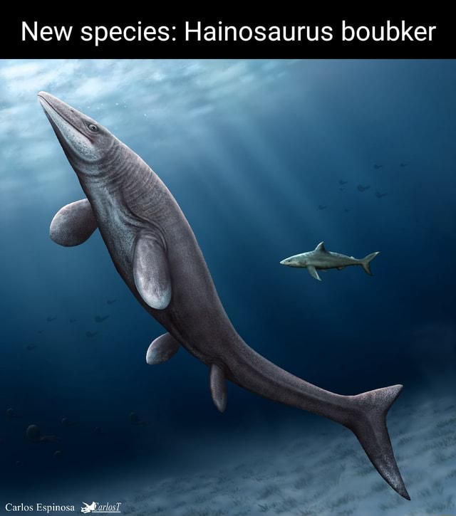 New species: Hainosaurus boubker Carlos Espinosa pdlarlosT - iFunny
