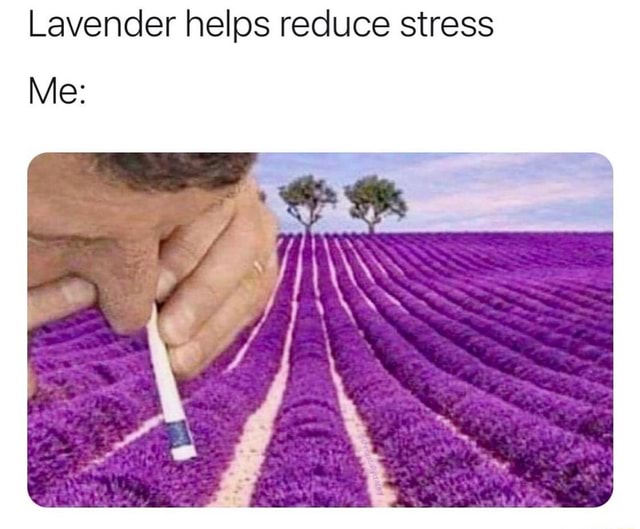 Lavender helps reduce stress Me iFunny