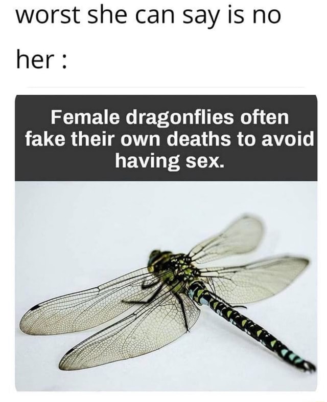 Worst she can say is no her: Female dragonflies often fake their own