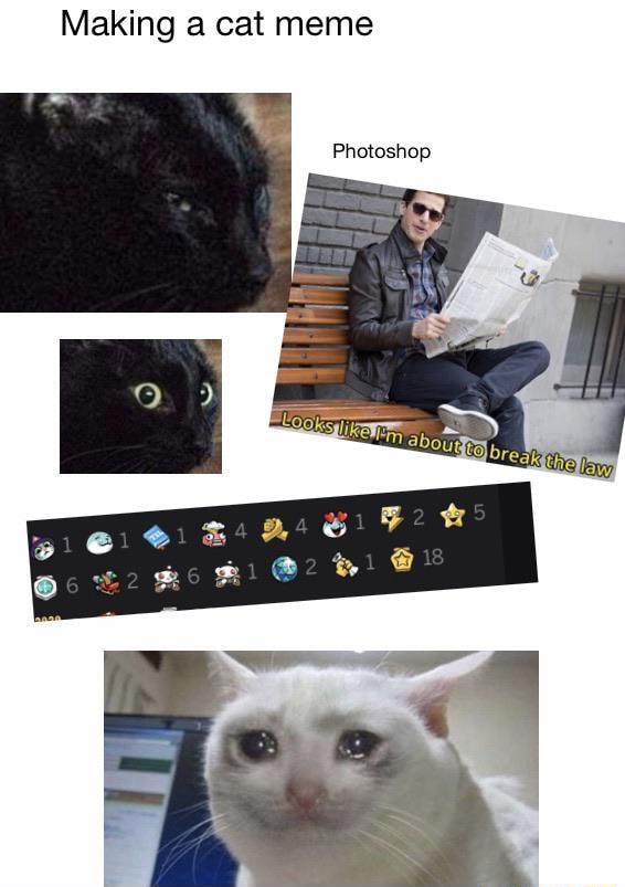 making-a-cat-meme