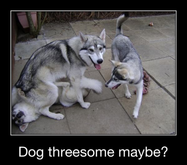 Threesome dog 3 Ways