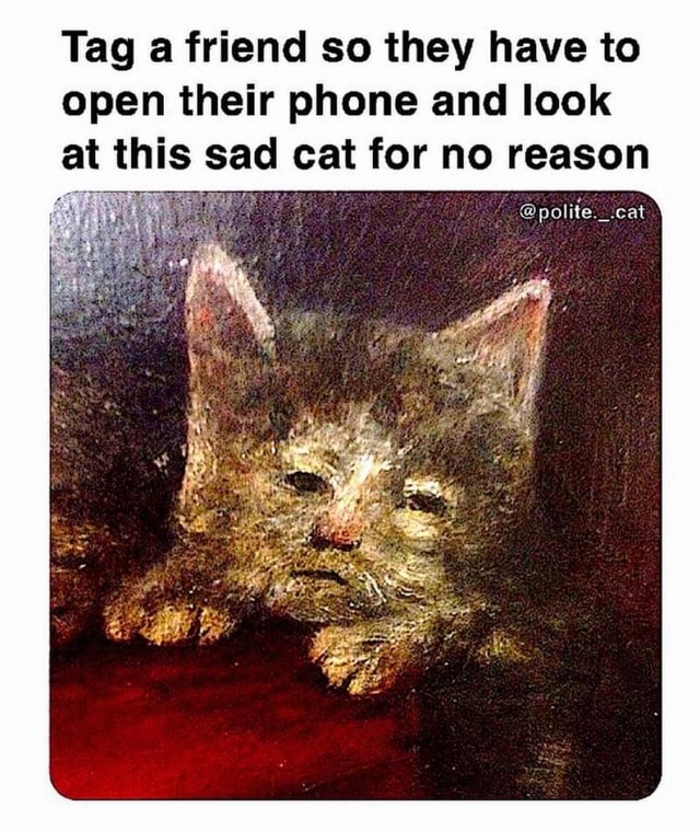 sad cat with phone