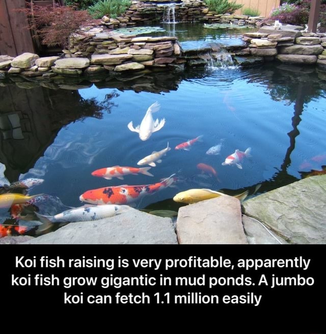 Koi fish raising is very profitable, apparently koi fish grow gigantic