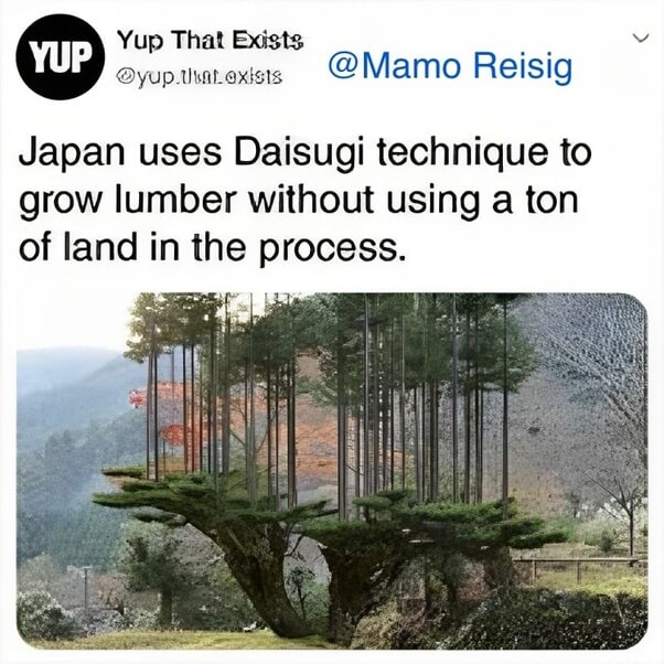 Daisugi Technique Ox== Mamo Reisig Japan uses Daisugi technique to