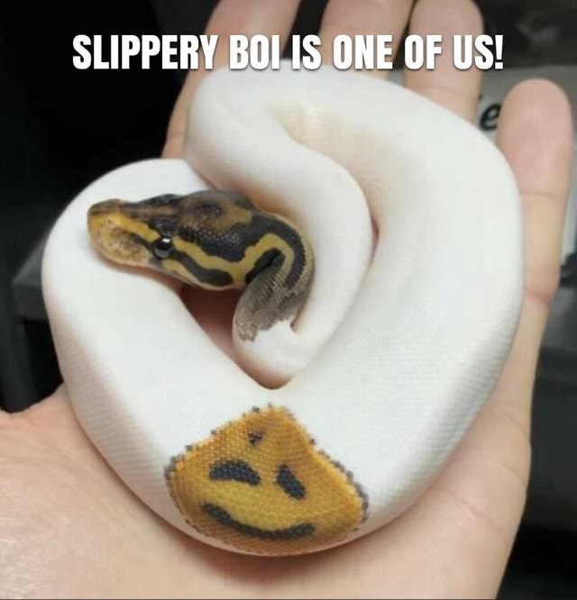 SLIPPERY BOI IS ONE OF US! - iFunny