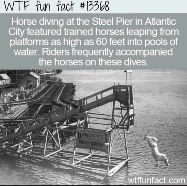 WTE fun fact Horse diving at the Steel Pier in Atlantic Cry featured