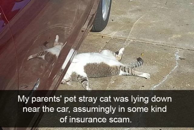 My parents' pet stray cat was lying down near the car, assumingly in ...